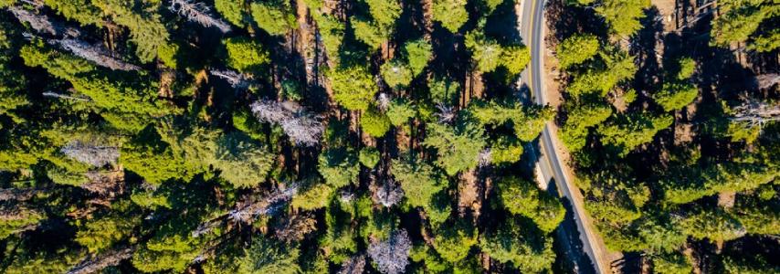 Multifaceted Value of Forests